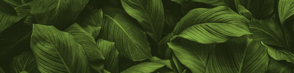 plants